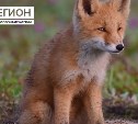 Житель Камчатки снял фильм про жизнь лисёнка по имени Ветер