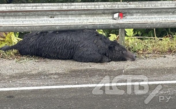 Мертвый медведь лежит на трассе в Долинском районе