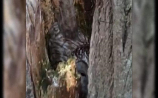 Южносахалинцы запечатлели на видео, как сова откладывает яйца