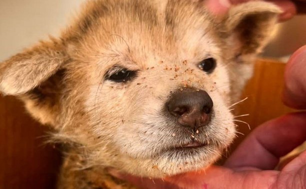 "Сложно представить, что он пережил": истощённый щенок на улице Южно-Сахалинска прижимался к трупу брата