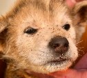 "Сложно представить, что он пережил": истощённый щенок на улице Южно-Сахалинска прижимался к трупу брата