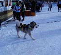 Массовые соревнования "Лед надежды нашей" собрали более 100 участников