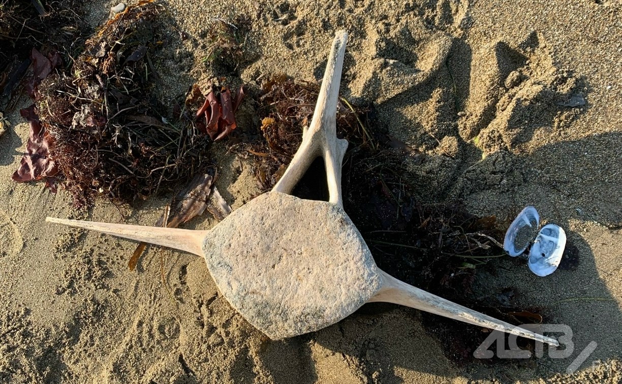 Останки гигантского морского животного обнаружили сахалинцы 