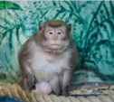Показательное кормление обезьян прошло в зоопарке Южно-Сахалинска