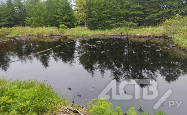  "Вы что творите, люди?": сахалинцы обнаружили в лесу огромное озеро мазута