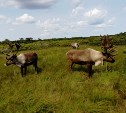 Праздник оленеводов Курэй отметят на севере Сахалина
