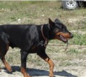Сахалинцы проверили своих собак на преданность и послушание (ФОТО)