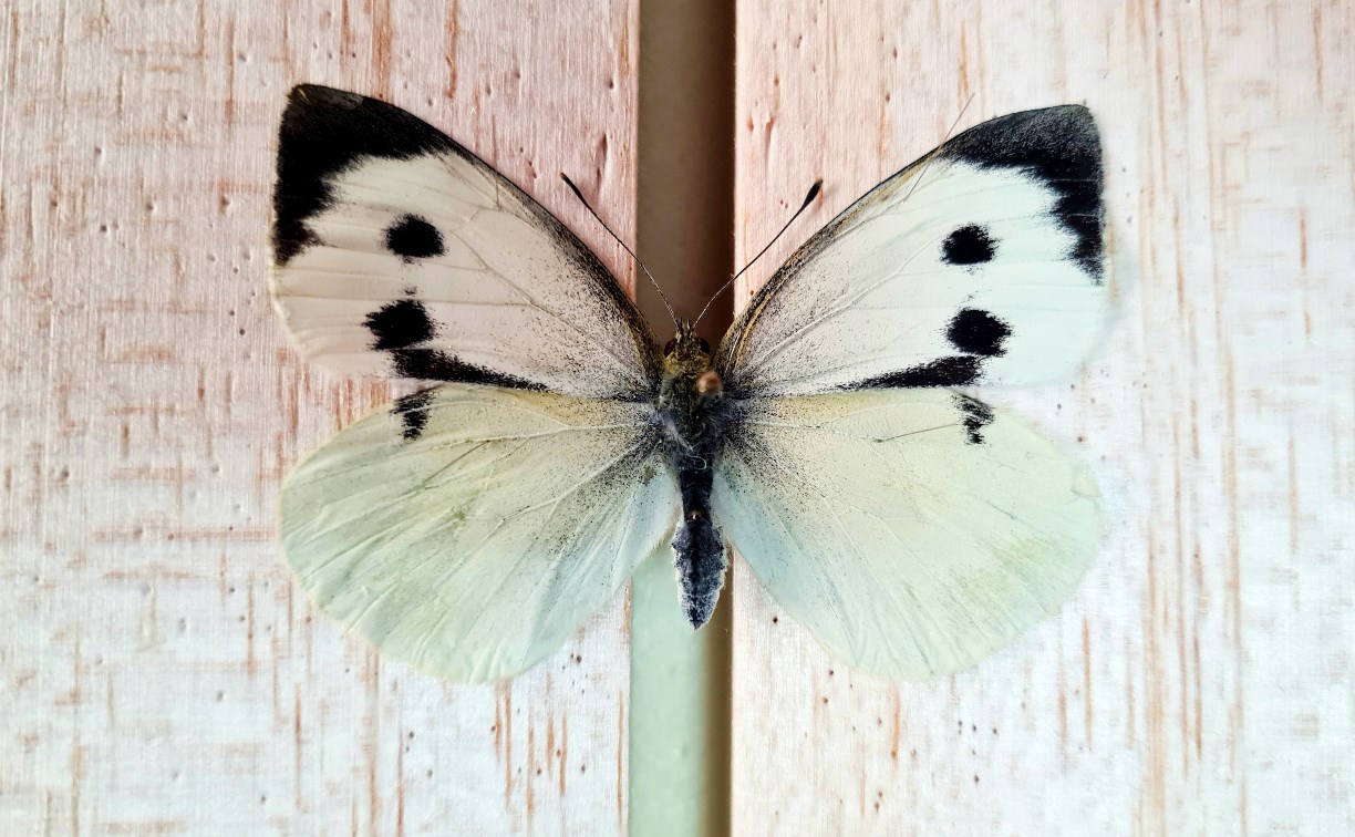 Редкую для Сахалина бабочку нашли на территории областного музея