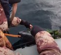 Жалобно звал на помощь: сахалинцы спасли запутавшегося в рыбацкой сети детёныша косатки
