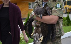 Раненого птенца орлана будут лечить в сахалинском зоопарке