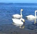 "Скоро в город пойдут": лебеди в Невельске подплывают к туристам на расстояние вытянутой руки