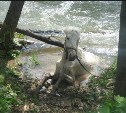 Лошадь спасли из реки в Южно-Сахалинске