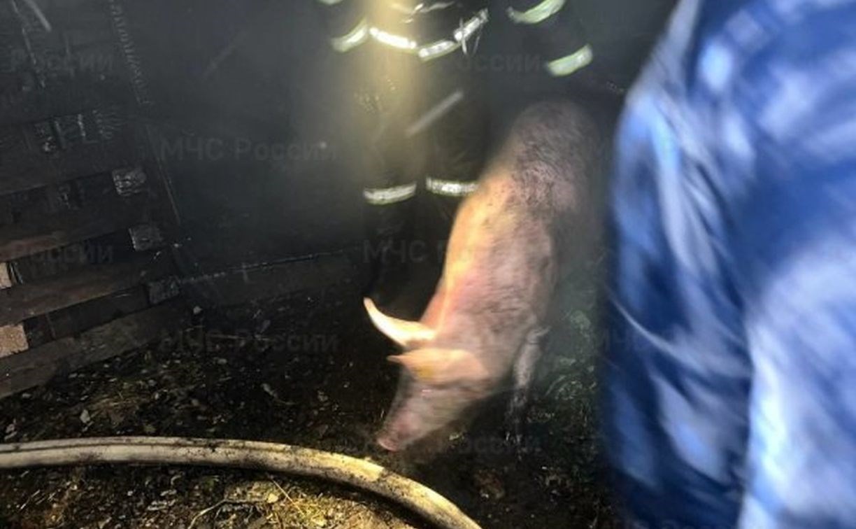 Четыре свиньи и автопарк едва не сгорели во время крупного пожара на Сахалине