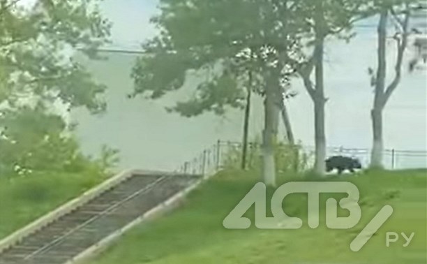 Стало известно о судьбе медвежонка, бегавшего по городу на Сахалине