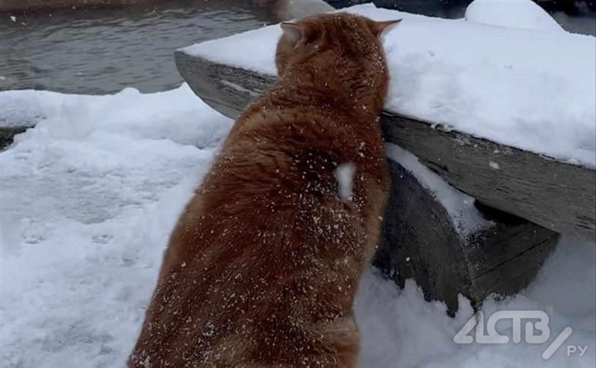 Самый знаменитый кот Итурупа показал, как любит снежную зиму
