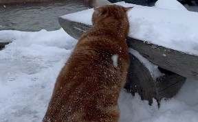Общество