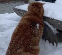Самый знаменитый кот Итурупа показал, как любит снежную зиму