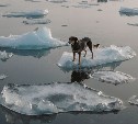 Собаку уносит на льдине в море во Владивостоке