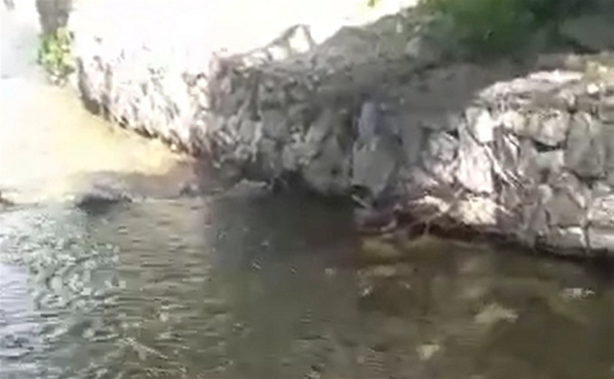 Жители Южно-Сахалинска сообщают, что река в центре города кишит рыбой