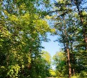 Дерево упало на человека во время очистки лесосеки на Сахалине