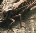 Сахалинцы сообщают о гигантских кузнечиках