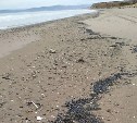 Сахалинцы сообщают о мазуте на побережье вблизи Пензенского