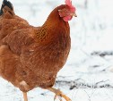 На птицефабрике "Островной" приостановили реализацию яиц и мяса до получения ответа от лаборатории