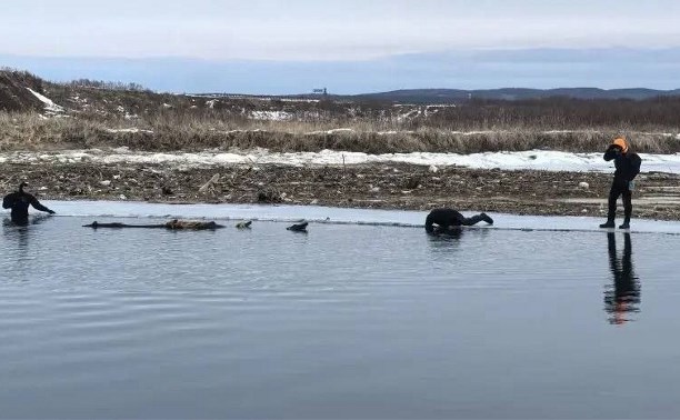 В Томаринском районе более 100 человек ищут пропавшего 9-летнего мальчика