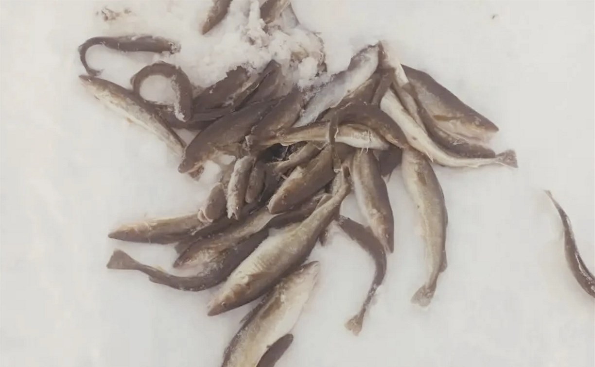 На Сахалине за неделю выявили 14 нарушений правил рыбалки