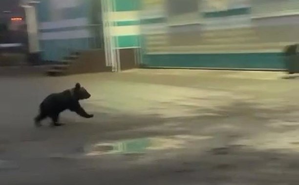 Медвежонок пробежал мимо супермаркета на Сахалине и шокировал людей