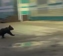 Медвежонок пробежал мимо супермаркета на Сахалине и шокировал людей