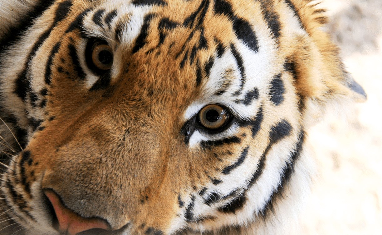 В зоопарке Южно-Сахалинска не будут кормить тигра