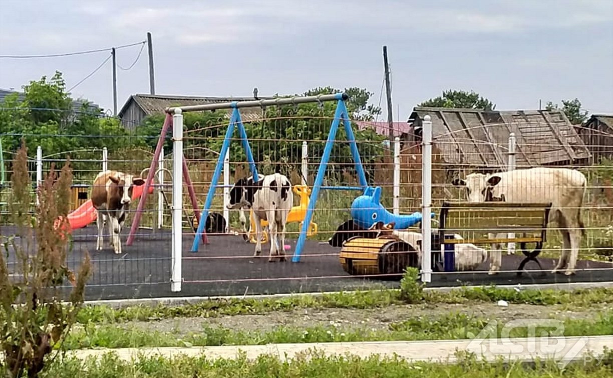 "Решили на качельках покататься": продвинутые коровы в Томаринском районе оккупировали площадку