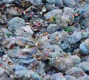 Сахалинская прокуратура потребовала убрать свалку в месте обитания морских котиков