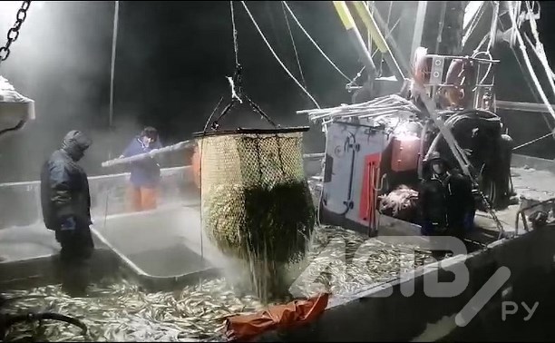 Промышленный лов наваги стартовал в заливе Терпения у берегов Сахалина