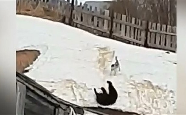 Медведь, катавшийся с горки в Охе, всё же попал на видео