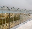 В «Тепличном» закончилось строительство нового комплекса на 8 гектаров