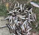 Молодой сахалинец сачком добыл 193 рыбины и уголовное дело
