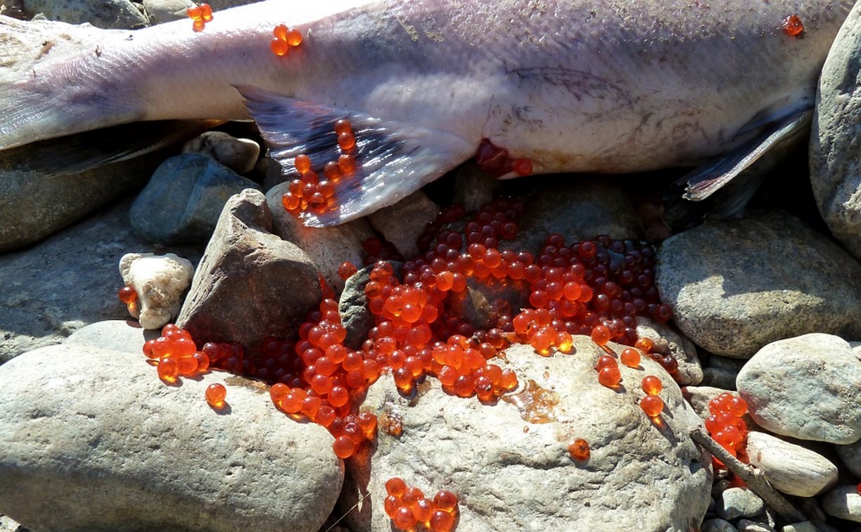 Объемы промысла лососей увеличили на Сахалине