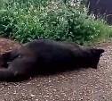 "К соседу в гости приходил": на Сахалине отстрелили крупного медведя, пугавшего население 
