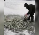 Рыбаки на севере Сахалина уносят корюшку со льда вёдрами