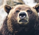 На Камчатке медведь задрал 55-летнего рыбака 