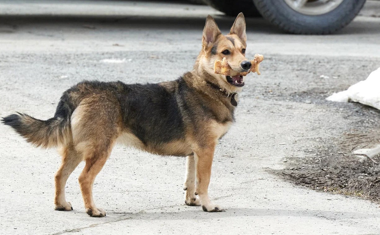 Обновлены номера для заявок на отлов бесхозных животных в Южно-Сахалинске