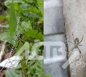 Жители Южно-Сахалинска заметили в городе опасного паука-осу