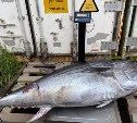 Сахалинец выловил в море 100-килограммового тунца, на которого охотилась акула
