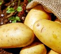 Сахалинстат: на островах дефицит местного картофеля 