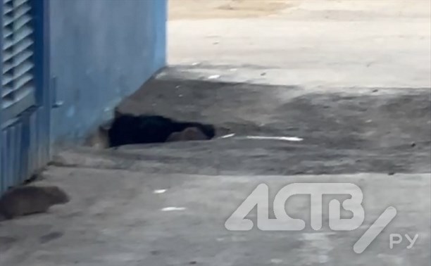 "Их тьма": в Южно-Сахалинске жители пожаловались на нашествие крыс во дворе дома
