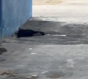 "Их тьма": в Южно-Сахалинске жители пожаловались на нашествие крыс во дворе дома