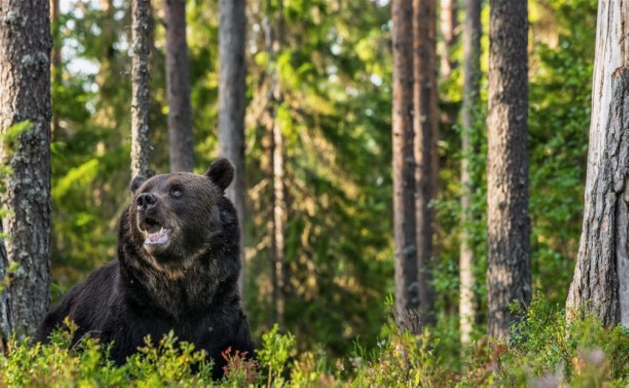 Медведь напугал отдыхающих в Шахтёрске