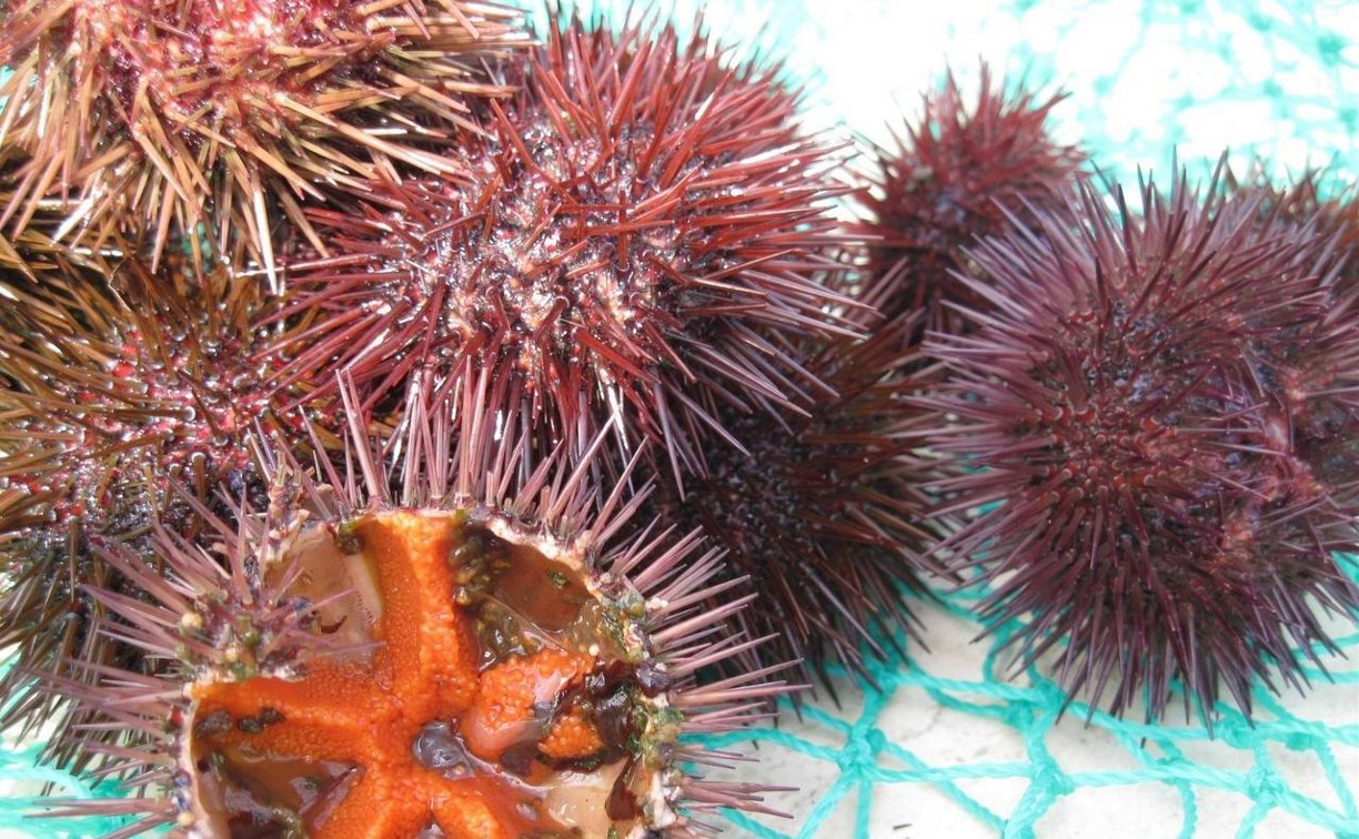 36 млн рублей конфискуют у сахалинца за контрабанду морского ежа 